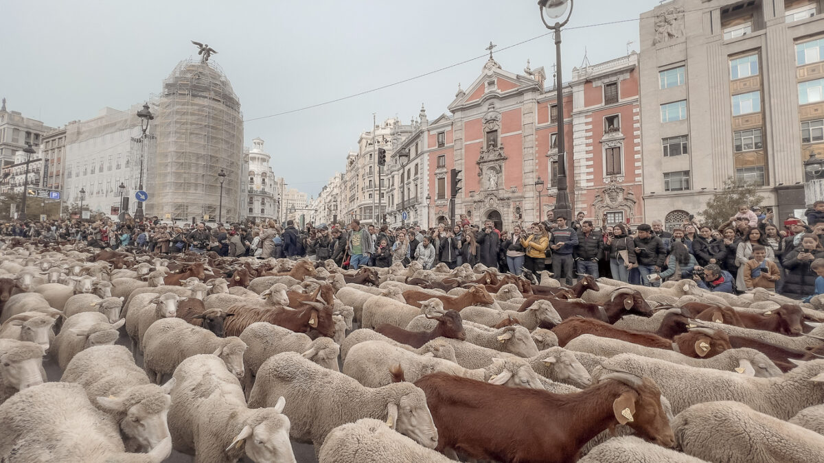 Η παραδοσιακή «παρέλαση» των προβάτων στη Μαδρίτη