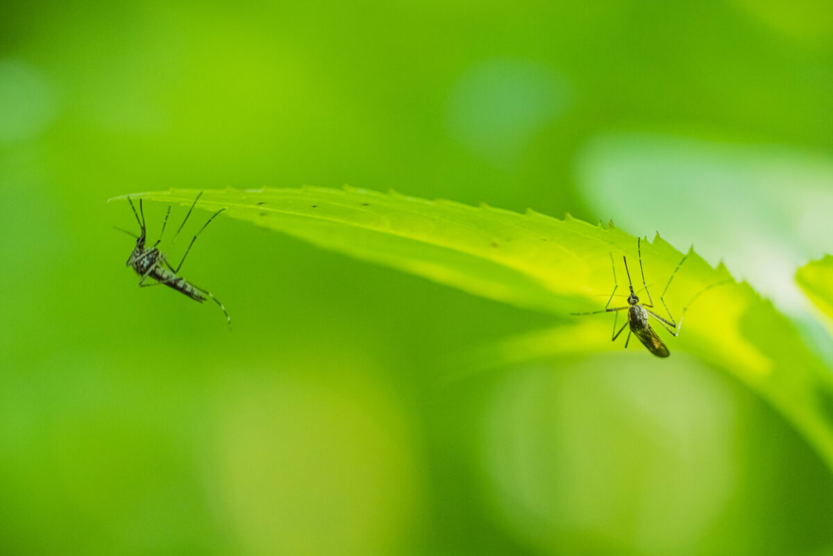 ιός του Δυτικού Νείλου - ΕΟΔΥ
