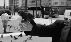 περιστέρια