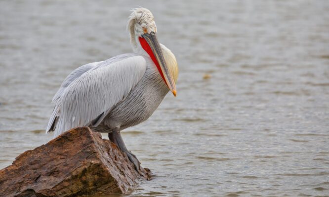 γρίπη των πτηνών