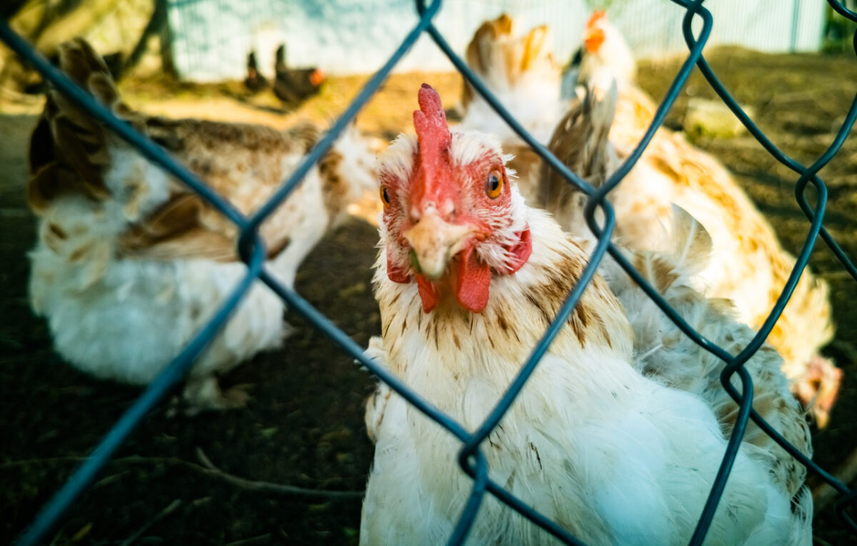 γρίπη των πτηνών