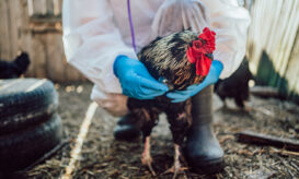 γρίπη των πτηνών