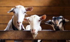 αφθώδης πυρετός