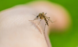 ΕΟΔΥ - κουνούπια