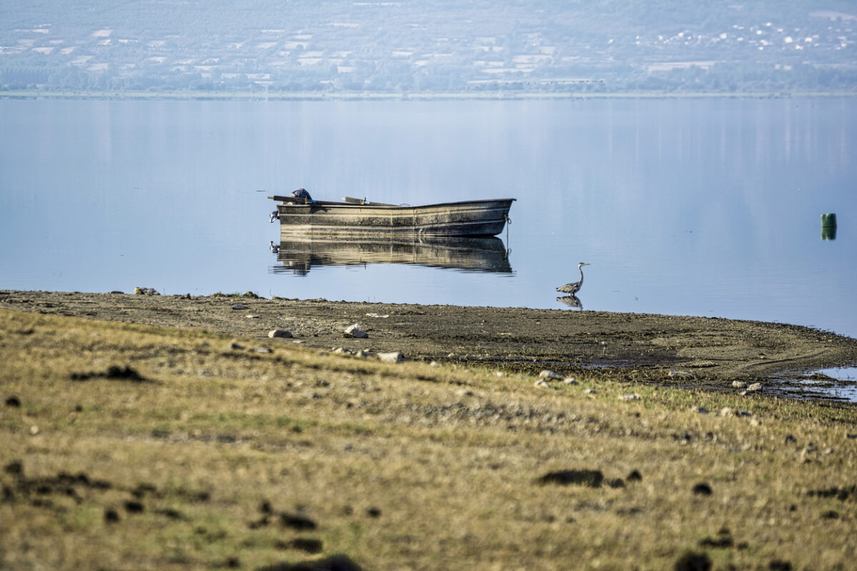 γρίπη των πτηνών
