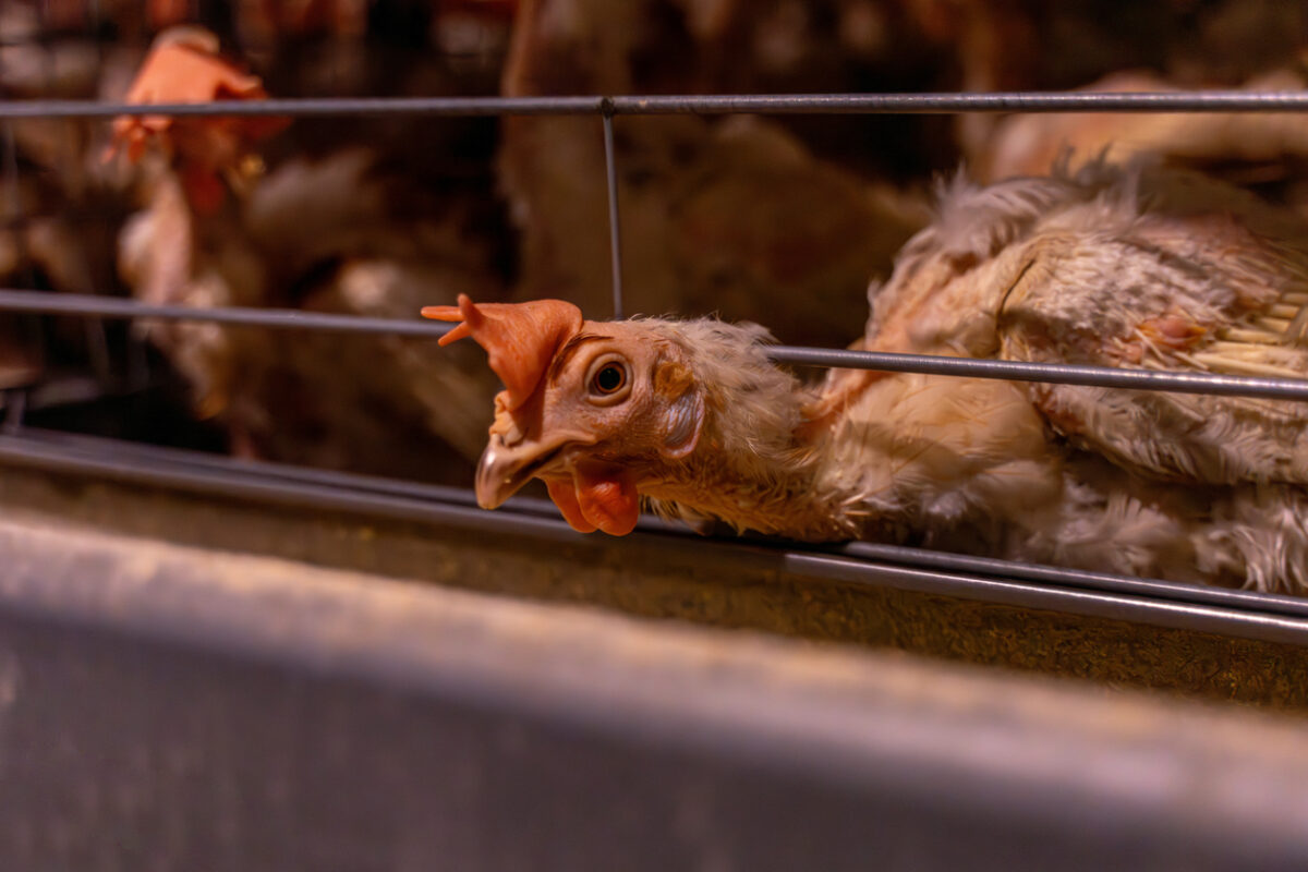 Γρίπη των πτηνών: Εμπειρογνώμονες του ΟΗΕ κρούουν κώδωνα κινδύνου για σοβαρές ελλείψεις τροφίμων