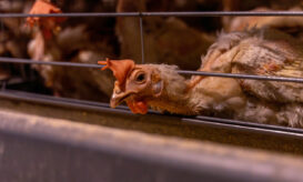 Γρίπη των πτηνών: Εμπειρογνώμονες του ΟΗΕ κρούουν κώδωνα κινδύνου για σοβαρές ελλείψεις τροφίμων