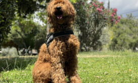 Πρόγραμμα θεραπείας με τη βοήθεια σκύλων και στο «Μεταξά»