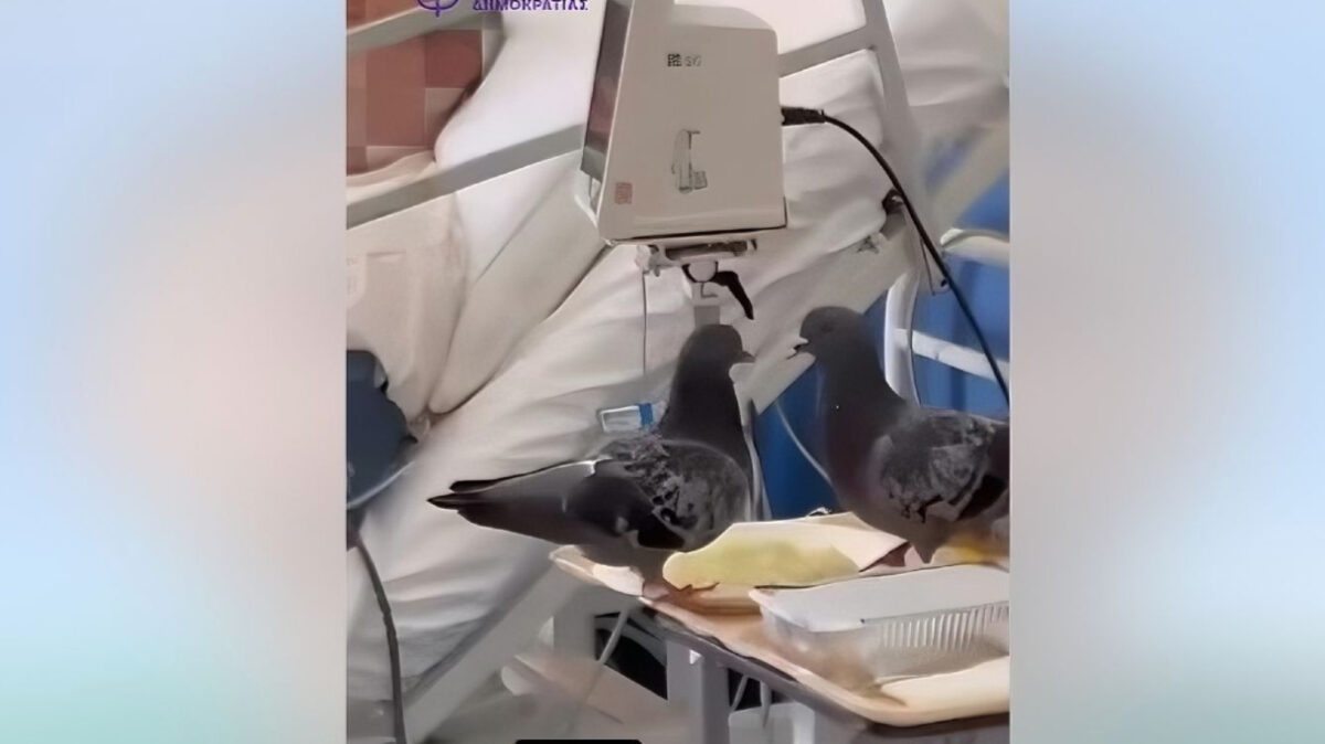 περιστέρια