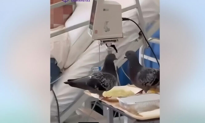 περιστέρια