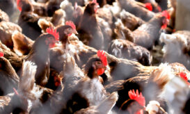 Συναγερμός για τη γρίπη των πτηνών και στην Ευρώπη - Έκτακτα μέτρα στην Πολωνία