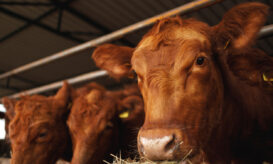 Αφθώδης πυρετός: Για «βιολογική επίθεση» κάνει λόγο η Ουγγαρία