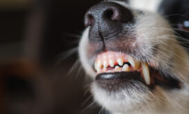 Στο νοσοκομείο 10χρονη μετά από επίθεση από αδέσποτο σκυλί