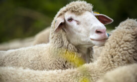 αφθώδης πυρετός