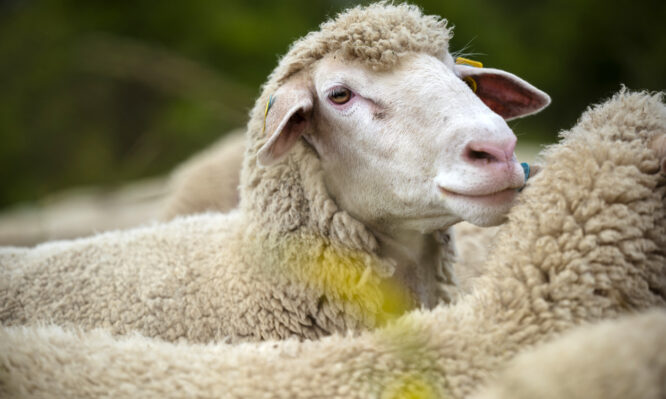 αφθώδης πυρετός