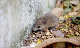 Λεπτοσπείρωση: Πώς κατανέμονται τα κρούσματα ανά περιοχή της Ελλάδας