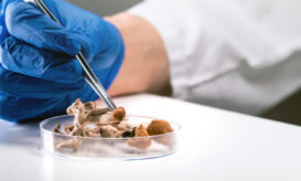 Παραισθησιογόνα μανιτάρια για την κατάθλιψη επιστρατεύει η Νέα Ζηλανδία