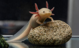 Οι χαμογελαστές σαλαμάνδρες που βοηθούν τους επιστήμονες να μάθουν να ξαναμεγαλώνουν άκρα