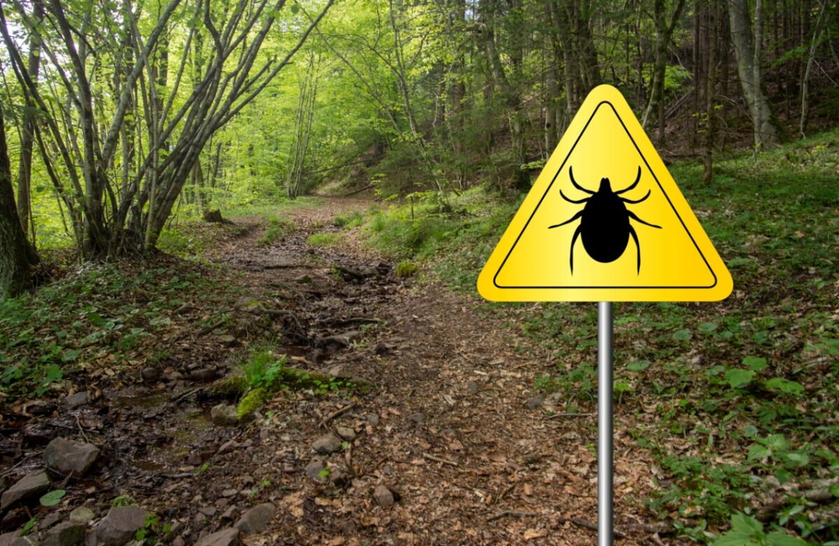 τσιμπούρια