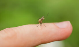 Βακτήρια που βρέθηκαν στην Κρήτη μπορεί να κρύβουν τη λύση για τα κουνούπια
