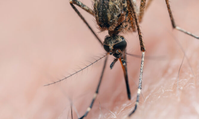 Ιβερμεκτίνη: Το χάπι που εξοντώνει τα κουνούπια μείωσε την ελονοσία κατά 26%