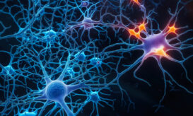 Το κέντρο μνήμης του εγκεφάλου δεν σταματά ποτέ να δημιουργεί νευρώνες