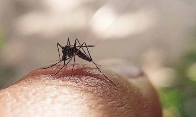 Ιός του Δυτικού Νείλου: 32 περιστατικά φέτος στην Ιταλία, χωρίς ουσιαστική αύξηση