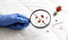 κοριοί Γαλλία