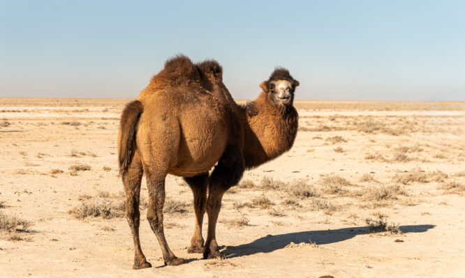 γάλα καμήλας