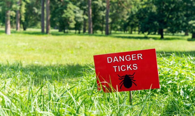 αιμορραγικός πυρετός