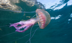 μωβ μέδουσα