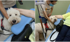 Μεταξά - Σκύλοι θεραπείας