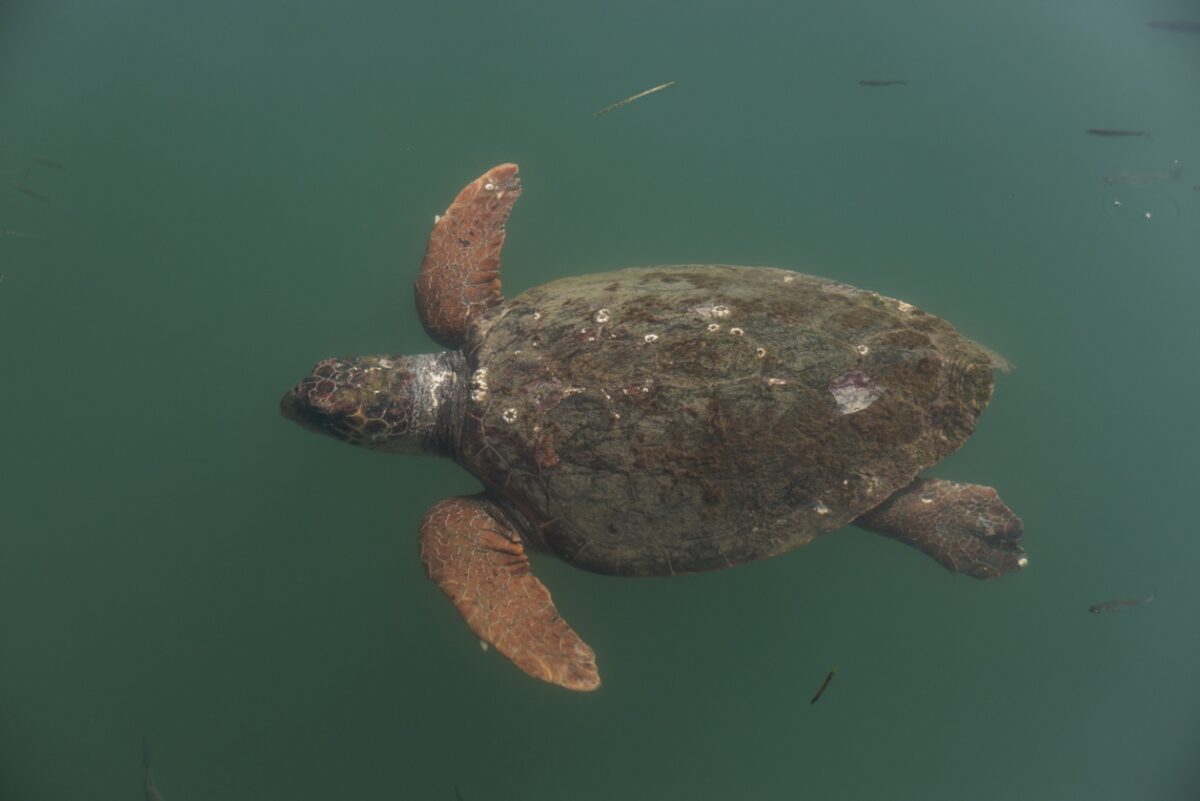 θαλάσσια χελώνα