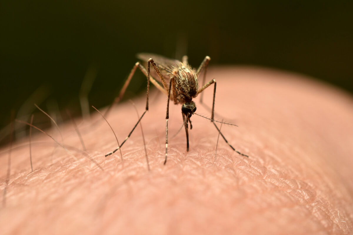 Νόσος Chikungunya: Πάνω από 7.000 τα κρούσματα στην Κίνα, επιστρατεύονται μέχρι και drones