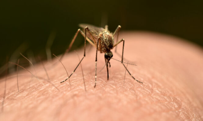 Νόσος Chikungunya: Πάνω από 7.000 τα κρούσματα στην Κίνα, επιστρατεύονται μέχρι και drones