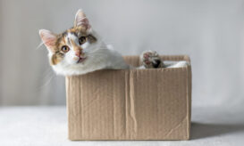 Τα επιστημονικά οφέλη για την υγεία του να αγαπά κανείς τις γάτες