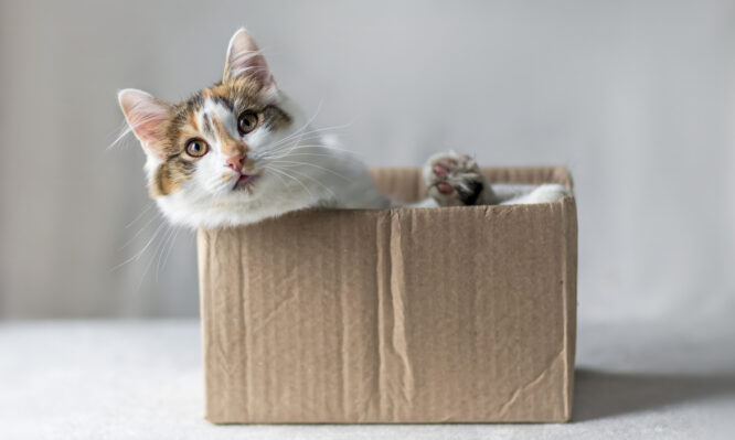 Τα επιστημονικά οφέλη για την υγεία του να αγαπά κανείς τις γάτες