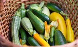 Κολοκυθάκια: Ένας παραγνωρισμένος σύμμαχος υγείας, γεμάτος θρεπτικά συστατικά
