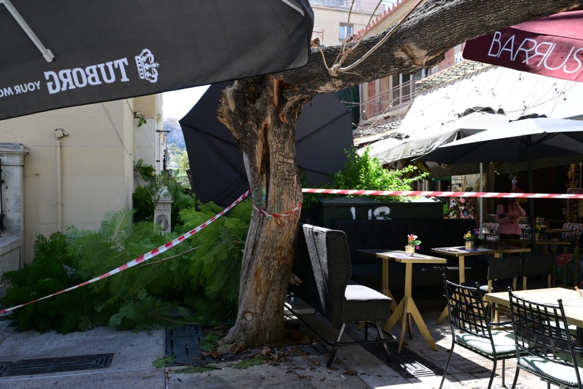 πτώση δέντρου