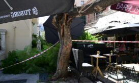 πτώση δέντρου