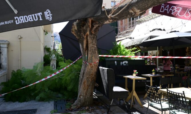 πτώση δέντρου