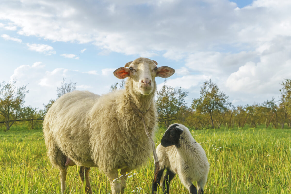 Ευλογιά των αιγοπροβάτων: Η τήρηση των μέτρων βιοασφάλειας μόνη λύση για τον περιορισμό και την αποφυγή lockdown