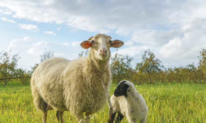 Ευλογιά των αιγοπροβάτων: Η τήρηση των μέτρων βιοασφάλειας μόνη λύση για τον περιορισμό και την αποφυγή lockdown
