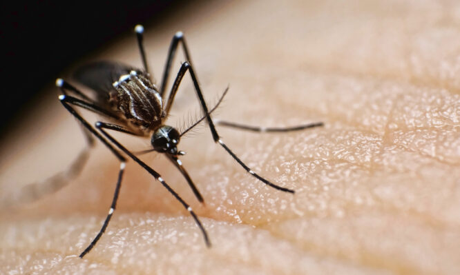 ΕΟΔΥ: Δύο ακόμη θάνατοι από τον ιό του Δυτικού Νείλου