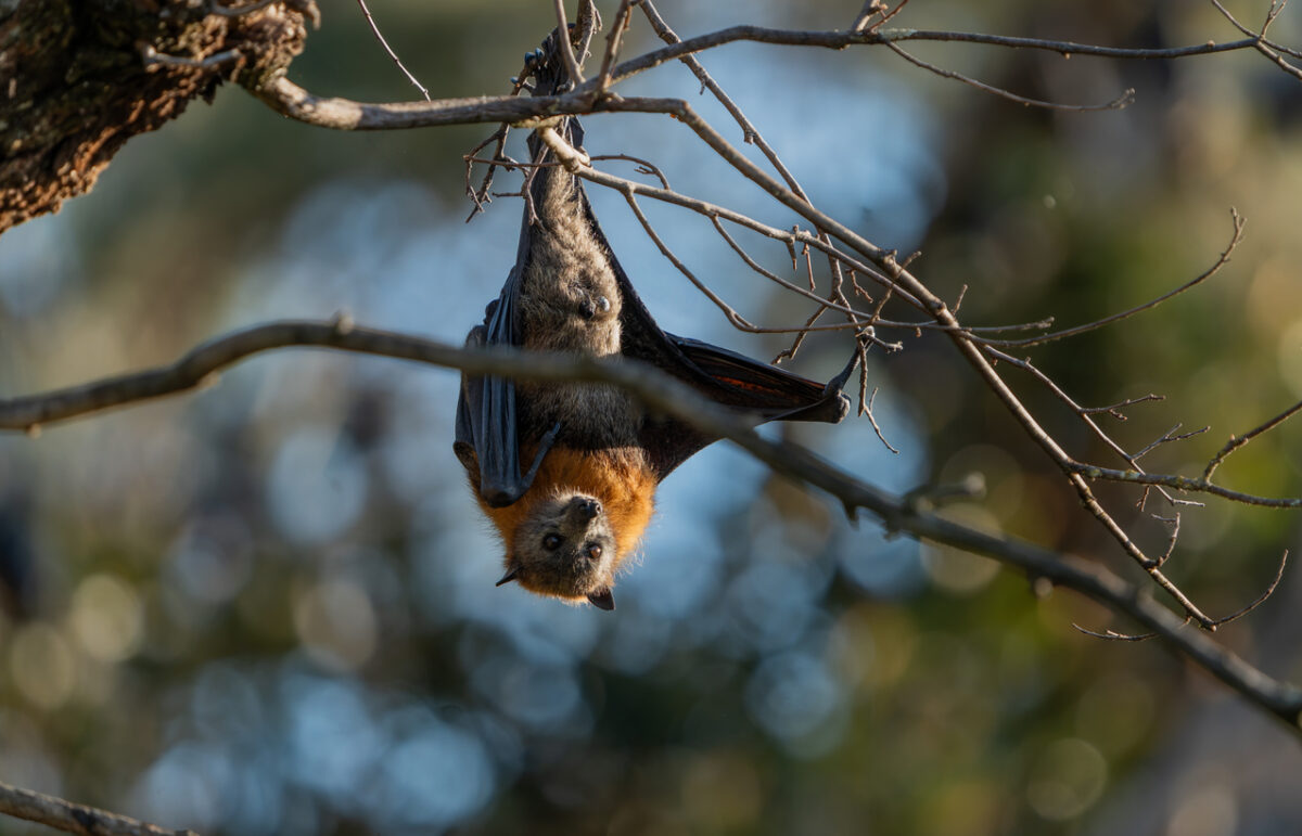 Αυστραλοί επιστήμονες ανακάλυψαν νέο ιό που μεταδίδεται από νυχτερίδες
