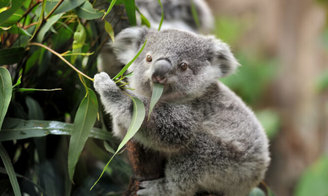 κοάλα