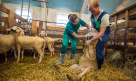 ευλογιάς των προβάτων
