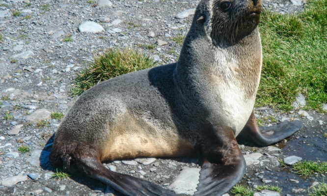 Εκατοντάδες μικρές φώκιες νεκρές πιθανώς από γρίπη των πτηνών