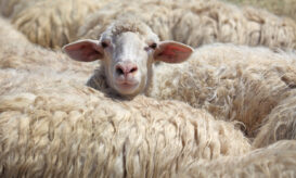 Συνελήφθη 60χρονος για απόπειρα παράνομης εισαγωγής εμβολίων κατά της ευλογιάς των αιγοπροβάτων