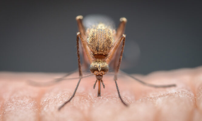 Ιός του Δυτικού Νείλου: Τέσσερα νέα εγχώρια κρούσματα και ένας θάνατος σε μία εβδομάδα